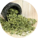 Tribulus Terrestris